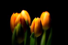 yellow tulips in the dark