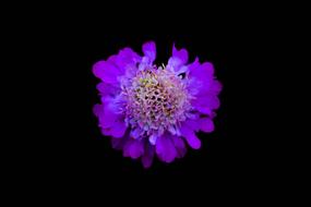 spherical purple flower on black background