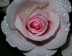 Rose Pink greq water drops