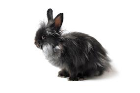 furry Black Rabbit on a white background