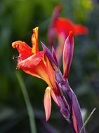 Close-up of the beautiful, blossoming, colorful flowers, at blurred background