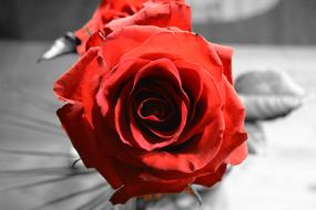Red Rose Contrast Black And White photo