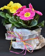 Primroses Primula Vulgaris Hybrid flowers