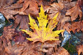 Autumn Season yellow leaf