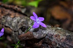 Peace Blue Nature flower