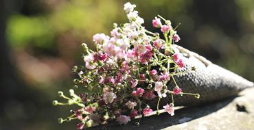 Close-up of the bag of the beautiful and colorful Gypsophila Seeds, at blurred background