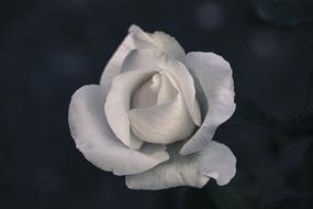 white Rose at black background