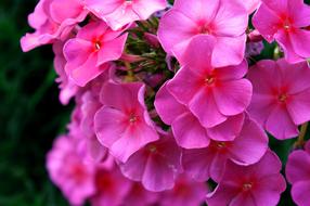 Pink Flowers garden