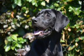 portrait of Black labrador-retriever dog