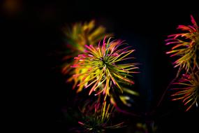 colors Flower black background