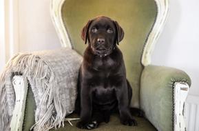 Cute, beautiful and colorful dog, sitting on the armchair, with the cloth
