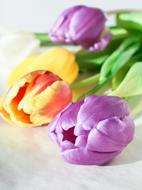 Flower Tulip Nature purple orange