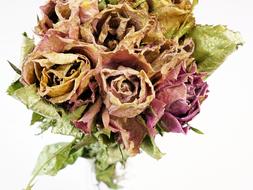 bouquet of dried flowers on a white background