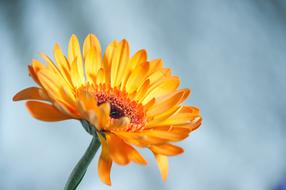 closeup view of Orange Summer Flower