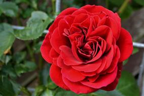 Rose Red Blossom green leaves