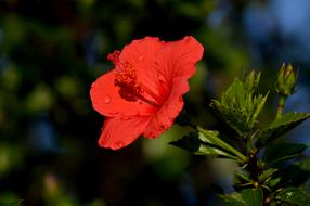 Red Flower green leaves
