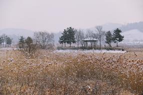reeds thickets at winter