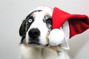 Christmas red hat Puppy Dog