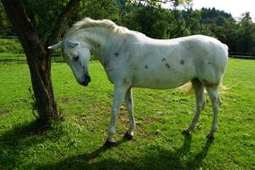 white Horse Pasture green grass