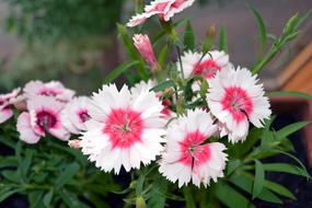 Close-up of the beautiful, blooming, white, pink and purple clove flowers with green leaves