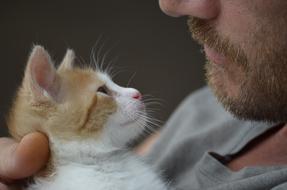 portrait of Cat Kitten and man