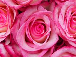 Rose Petal Flower pink