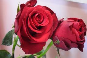 Rose Flower Petal red pink