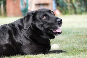 Labrador Dog Pet green grass