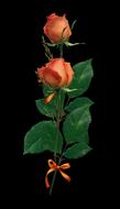 Rose Orange Flower back background