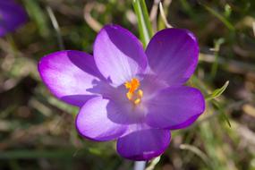 purple crocus close up in blurred background