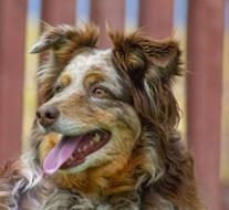 brown dog with pink tongue on blurred background