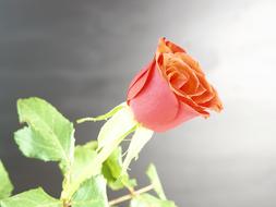 cute Rose Red Flower green leaf