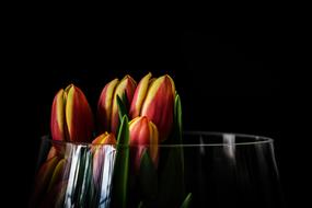 tulips in a large glass goblet in the dark