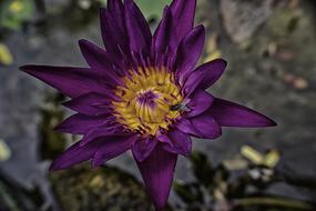 purple water lily bud, close-up
