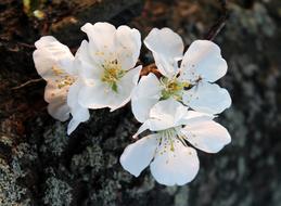 flowering branch on a blurred background