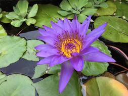 Purple orange Magenta Lotus Flower