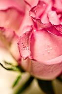 Rose pink Rain rain drop