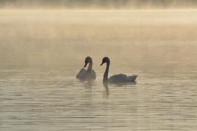 two swans on the lake in the fog