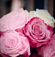 Roses Pink Romantic wedding