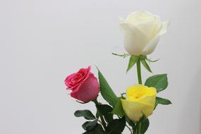 photo of Roses Flower