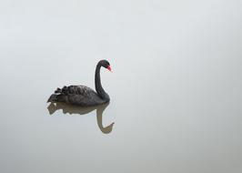 beautiful Black Swan mirroring on calm water