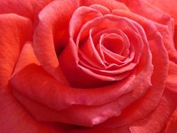 closeup view of Rosa Petal Flower