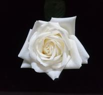 cute Rose Flower black background