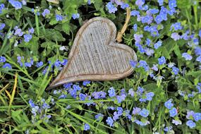 wooden heart on small blue flowers