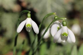Three Snowdrop Spring flowers