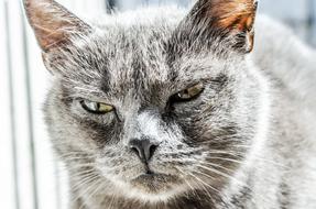 Angry grey cat look