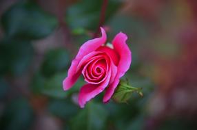 Pink romantic Roses in garden