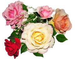 nice Rose Flowers bouquet