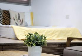 green plant in white flower pot in the room