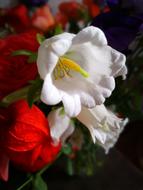 Flowers Nice red white